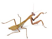 Hierodula pulchripes � výskyt Indonésie/Sulawesi