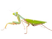 Hierodula sp.