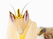 Hymenopus coronatus neboli kudlanka korunková imituje kv�ty orchidejí. Vidíte...