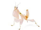 Hymenopus coronatus neboli kudlanka korunková imituje kv�ty orchidejí. Výskyt...