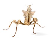 Idolomantis diabolica � výskyt východní Afrika