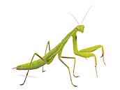 Mantis religiosa � výskyt Evropa, Asie, Afrika, S Amerika