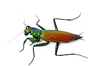 Metallyticus splendidus � výskyt Borneo, Sumatra, Malajsie 