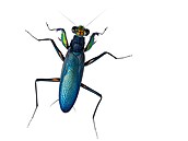 Metallyticus splendidus � výskyt Borneo, Sumatra, Malajsie