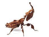 Phyllocrania paradoxa � výskyt Afrika