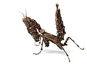 Pseudacanthops lobipes � výskyt Peru