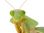 Rhombodera latipronotum � výskyt JV Asie � �ína, Laos, Thajsko