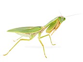 Rhombodera latipronotum � výskyt JV Asie � �ína, Laos, Thajsko
