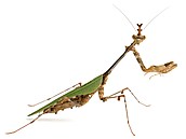 Sibylla pretiosa � výskyt J a JV Afriky