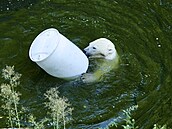 Do brn�nské zoo dovezli tunu ledu. Pracovníci zahrady následn� chladivé kostky...