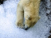 Do brn�nské zoo dovezli tunu ledu. Pracovníci zahrady následn� chladivé kostky...