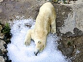 Do brn�nské zoo dovezli tunu ledu. Pracovníci zahrady následn� chladivé kostky...