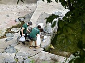 Do brn�nské zoo dovezli tunu ledu. Pracovníci zahrady následn� chladivé kostky...