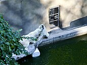 Do brn�nské zoo dovezli tunu ledu. Pracovníci zahrady následn� chladivé kostky...