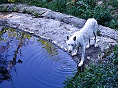 Do brn�nské zoo dovezli tunu ledu. Pracovníci zahrady následn� chladivé kostky...