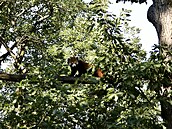 Do brn�nské zoo dovezli tunu ledu. Pracovníci zahrady následn� chladivé kostky...