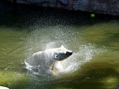 Do brn�nské zoo dovezli tunu ledu. Pracovníci zahrady následn� chladivé kostky...