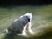 Do brn�nské zoo dovezli tunu ledu. Pracovníci zahrady následn� chladivé kostky...