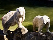Do brn�nské zoo dovezli tunu ledu. Pracovníci zahrady následn� chladivé kostky...