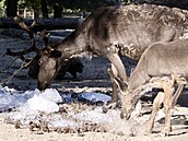 Do brn�nské zoo dovezli tunu ledu. Chladivé kostky poté pracovníci zahrady...