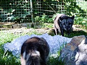 Do brn�nské zoo dovezli tunu ledu. Chladivé kostky poté pracovníci zahrady...
