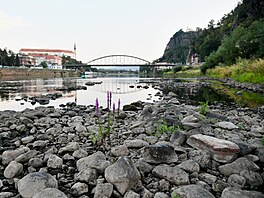 Labe v D��ín� u takzvaného Hladového kamene. (6. srpna 2026)