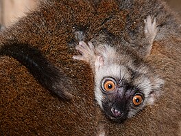 Mladý samec lemura by m�l v budoucnu pomoct s rozmno�ováním svého druhu i v...