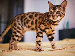 Kdo by v obýváku necht�l malého tygra nebo leoparda? Není divu, �e bengálská...