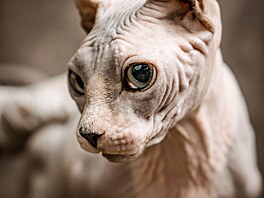 Minskin vznikl k�í�ením dvou vzácných plemen, tedy Munchkina a Sphynxe. S...