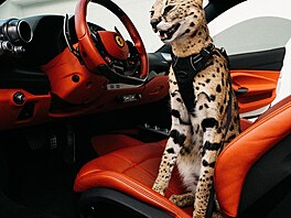 Málokdo ví, �e si m��e dom� po�ídit i afrického servala. Chov této divoké ko�ky...