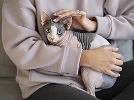 Bezsrstý sphynx je známý svým neobvyklým vzhledem i mimo�ádn� mazlivou povahou....