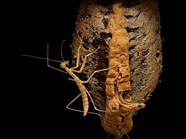 Hierodula majuscula � výskyt Austrálie, Queensland