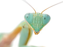 Kudlanka nábo�ná (Mantis religiosa) nebyla �eskou spole�ností entomologickou...