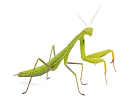 Mantis religiosa � výskyt Evropa, Asie, Afrika, S Amerika