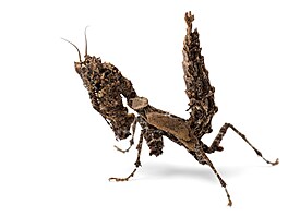 Pseudacanthops lobipes � výskyt Peru