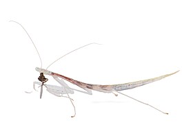 Sinomantis denticulata � výskyt �ína, Thajsko