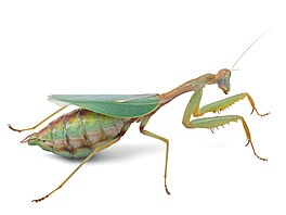 Tarachomantis sp. � výskyt Madagaskar