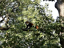 Do brn�nské zoo dovezli tunu ledu. Pracovníci zahrady následn� chladivé kostky...