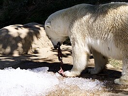Do brn�nské zoo dovezli tunu ledu. Pracovníci zahrady následn� chladivé kostky...
