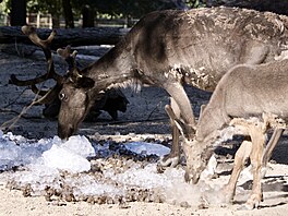 Do brn�nské zoo dovezli tunu ledu. Chladivé kostky poté pracovníci zahrady...