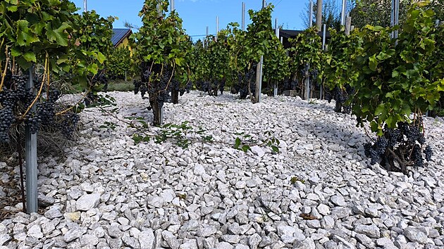 Man�el� ope�ov�vaj� na 350 hlav v�na (na sn�mku Cabernet)