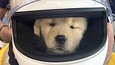 Halo, �t�n� zlatého retrievera, které pat�í Lewisu Hamiltonovi.