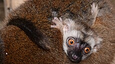 Mladý samec lemura by m�l v budoucnu pomoct s rozmno�ováním svého druhu i v...