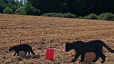 Zoolo�ka Hana Bedná�ová provedla test s maketami na Táborsku u Dlouhé Lhoty.