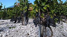 Cabernet, jedna z nejoblíben�j�ích odr�d. Da�í se jí tu.  