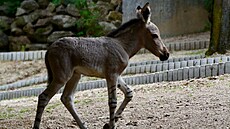Osle v Liberci podle chovatel� velmi dob�e prospívá.