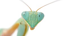 Kudlanka nábo�ná (Mantis religiosa) nebyla �eskou spole�ností entomologickou...