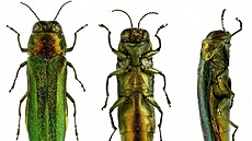 Poln�k jasanov� (Agrilus planipennis)