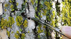 Poln�k jasanov� (Agrilus planipennis)