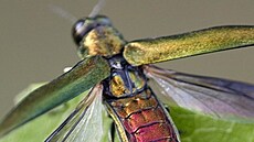 Poln�k jasanov� (Agrilus planipennis)